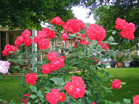 Blaze photo blz2013_06210024_zps360bc708.jpg